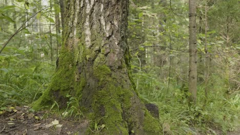 tree trunk covered in moss in a forest