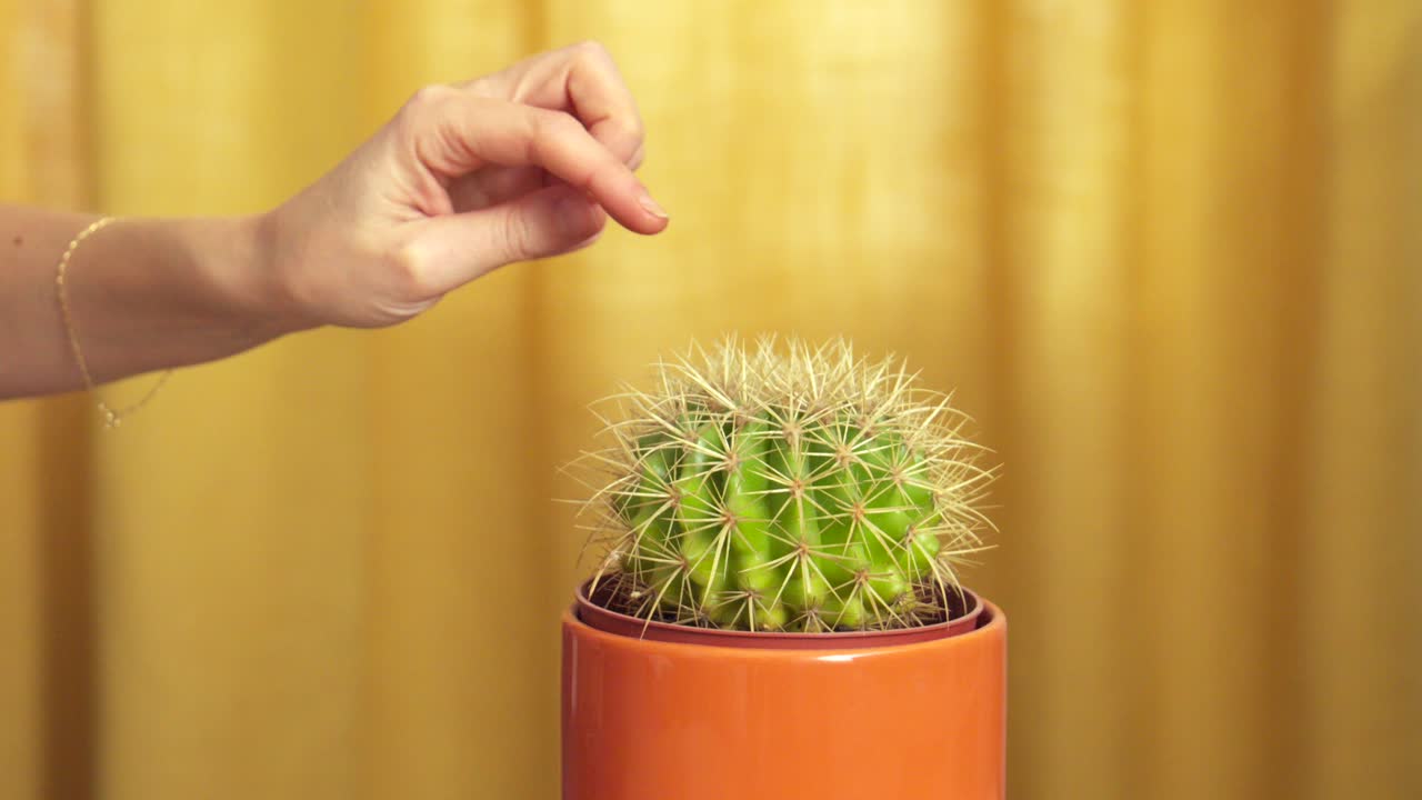 A medium shot of a hand making two attempts to touch a potted cactus. Each time, the finger approaches the spines, gets lightly pricked, and the hand quickly recoils in response.