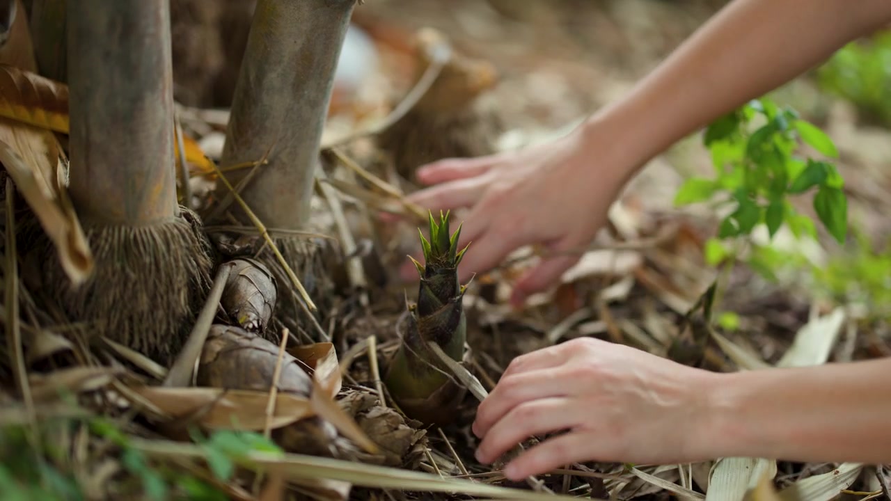 Primo piano di mani che raccolgono germogli di bambù commestibili dal suolo della foresta in Thailandia