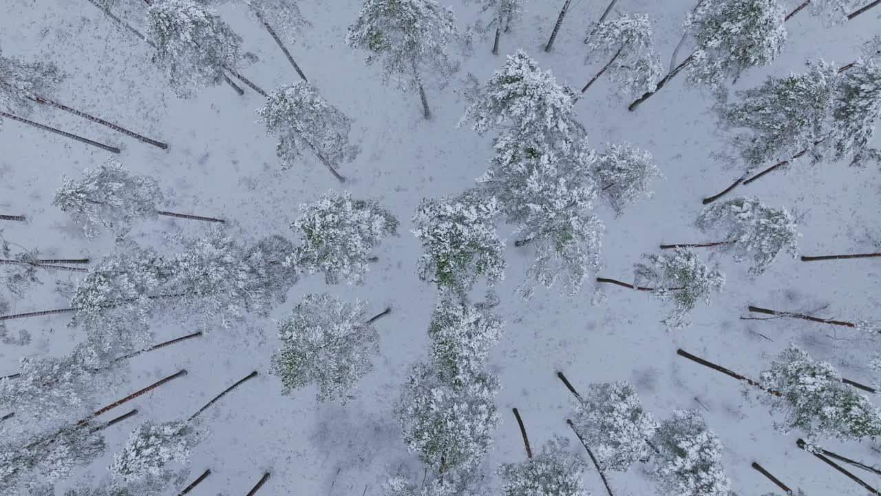 La neve ammanta la pineta mentre un drone sale in un'elegante spirale antioraria