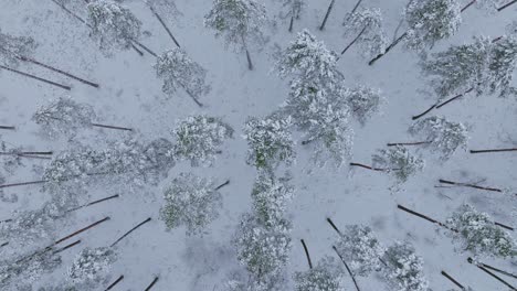 Snow blankets pine forest as drone ascends in elegant counterclockwise spiral
