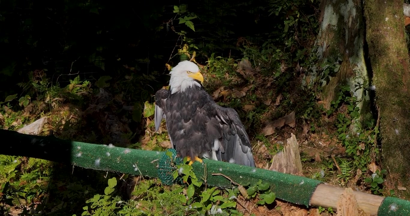 Águia-careca secando suas asas ao sol, Sitka, Alasca.