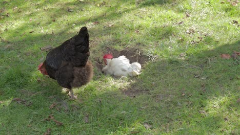 hen is nesting in hole in the ground and rooster is feeding on grassy area