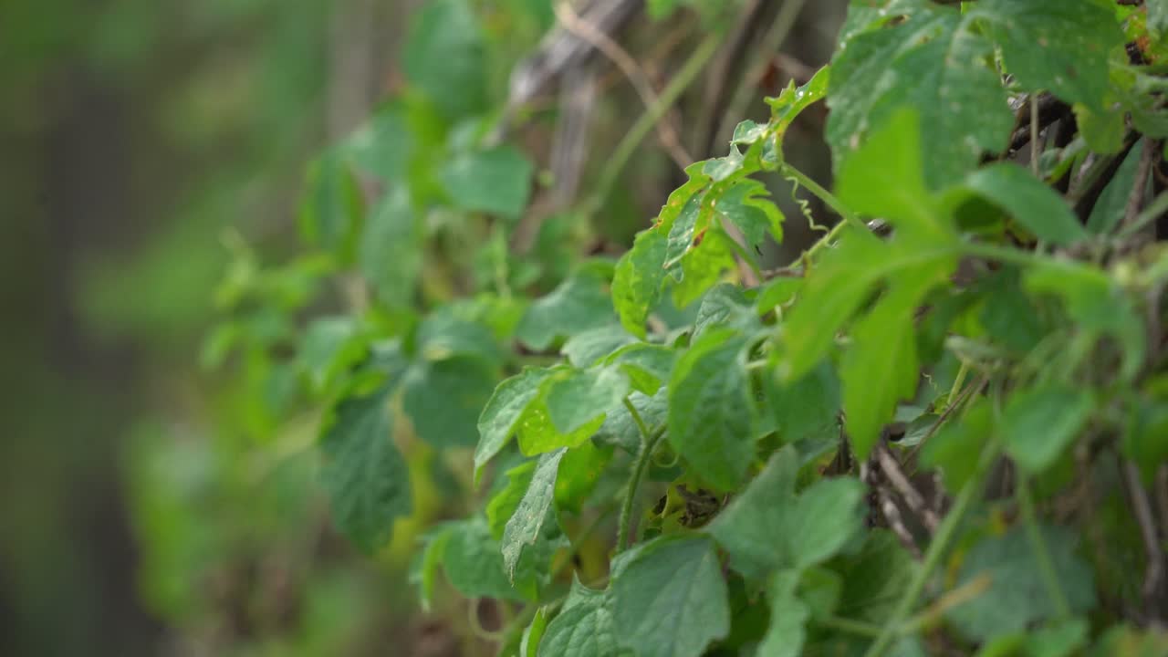 pared de vides verdes de cerasee y hojas que crecen planta de melón amargo de kerala con kerala colgado de vides utilizado para hacer té de hierbas saludable para la pérdida de peso