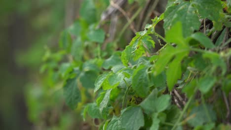 wall of green cerasee vines and leaves growing kerala bitter melon plant with kerala hanging from vines used to make herbal healthy teagood for weight loss