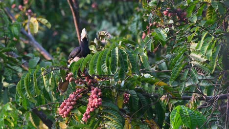 Oriental-Pied-Hornbill-feeding-on-fruits,-Anthracoceros-albirostris,-Khao-Yai-National-Park,-Thailand