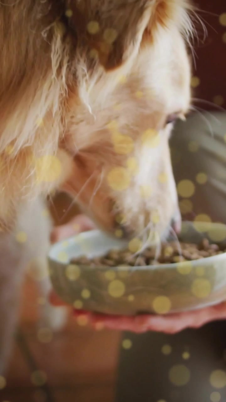 Vertikales Video: Frau bietet Futternapf an, Hund schnüffelt am Rand, Fütterung, Hände halten, goldenes Bokeh.