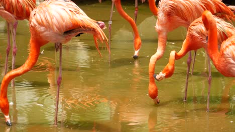 a flock of swarming red and pink flamingos in singapore zoo ,