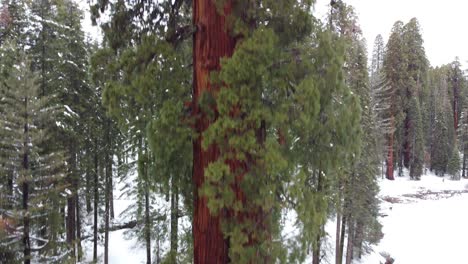 giant sequoia tree towering over the snow covered forest of sequoia national park in winter