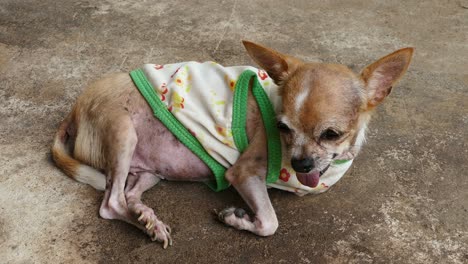 chihuahua resting on concrete floor