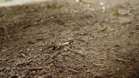 Ground-being-swept-with-a-broom