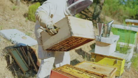 beekeeper working with beehives
