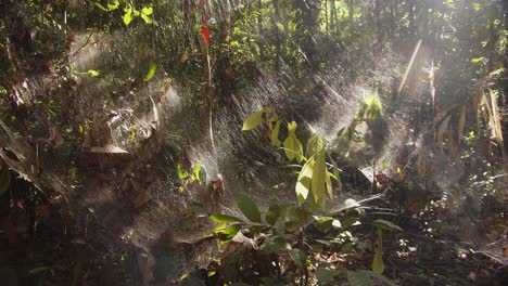 sideways reveal of the web of the communal social spiders which glow as sun beam in morning sun makes it glow
