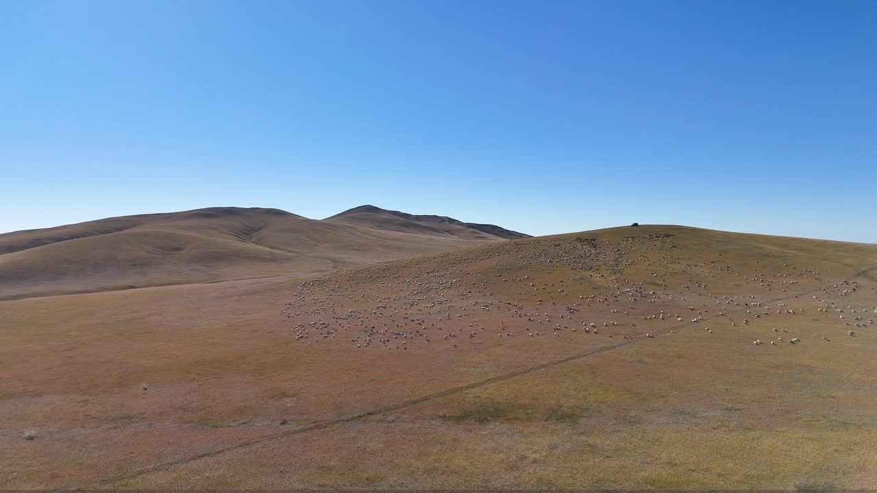 An aerial sliding shot captures livestock, including hundreds of cattle, goats, and sheep, herded across a vast, remote hillside landscape in Mongolia.