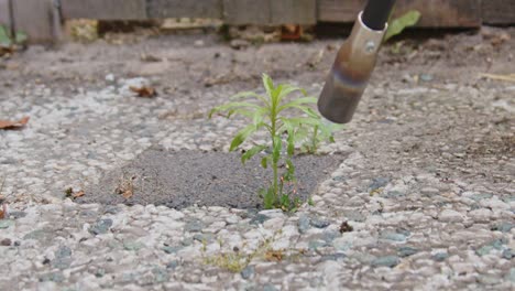 Nozzle-of-weed-burner-incinerating-weed-growing-between-garden-tiles-in-slow-motion