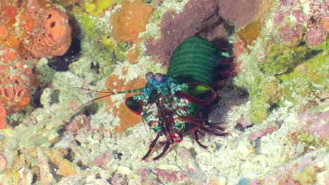 harlequin peacock mantis shrimp on the bottom of the sea at the coral reef