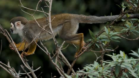 scimmia scoiattolo che cammina e si arrampica sui rami degli alberi