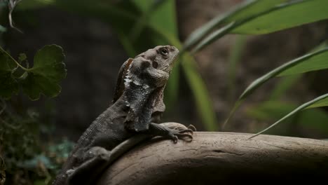 portrait of a frilled-neck lizard perching on tropical forest