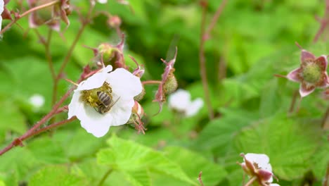 western honeybee finishes gathering pollen from thimbleberry, flies away