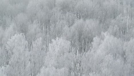 Frostiger-Wald