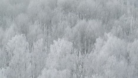 frosty forest