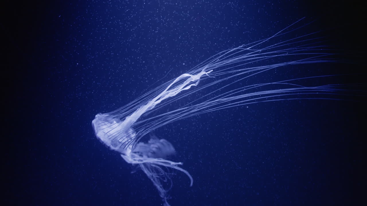 medusas brillantes en las profundidades