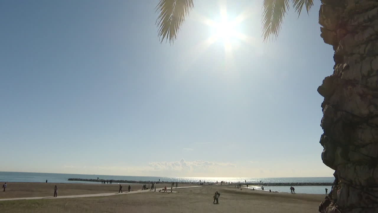 나무 와 사람 들 이 있는 해변 장면