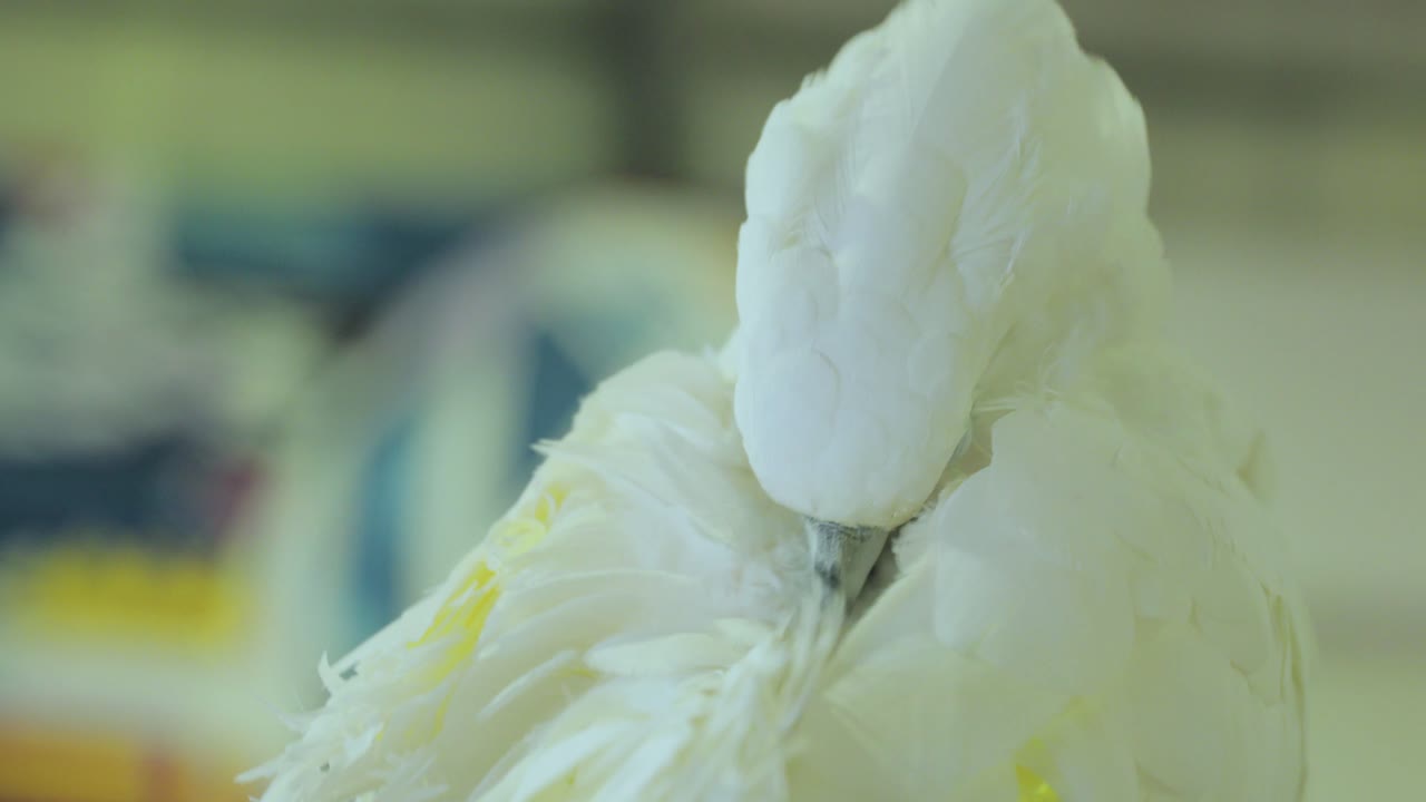 un loro limpia las plumas de su cuerpo