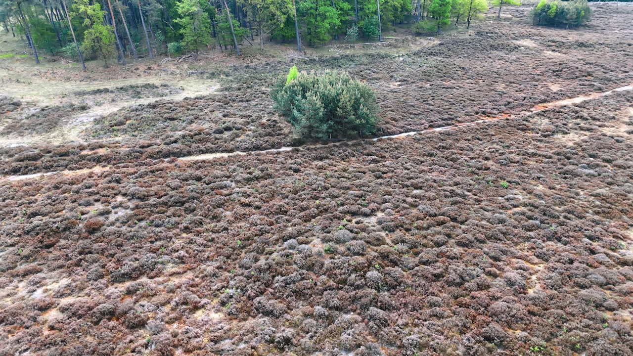 Land overgrown with lichens and scarce trees. Bare meadow in the forest. Aerial perspective.