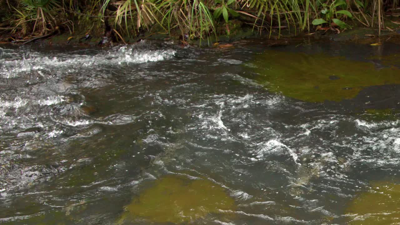 Plano medio estático de aguas bravas corriendo sobre rocas en un entorno de río tropical exuberante