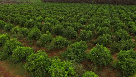 nature of peasant life through stunning travel drone footage, capturing the rustic beauty of rural landscapes, traditional cultures