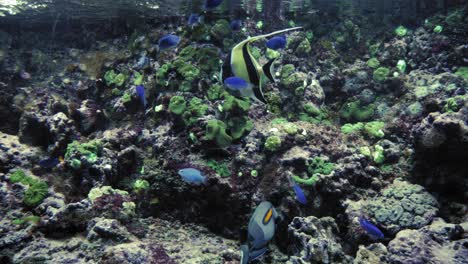 moorish idol, orange-band surgeonfish, and school of damselfish swimming in the aquarium