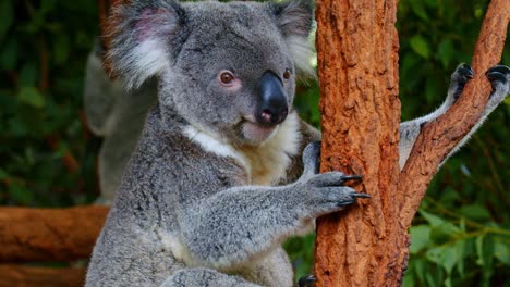 australian koala bear holding onto a tree trunk in lone pine koala sanctuary in queensland, australia