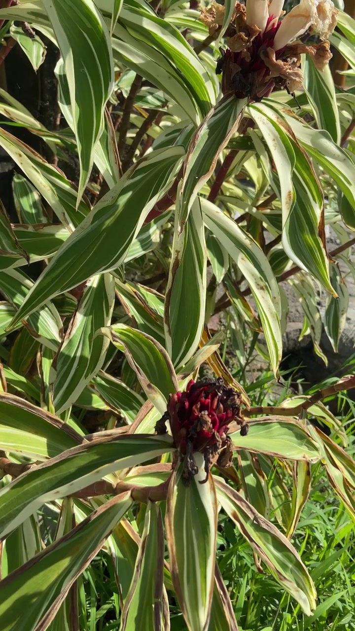 Pianta tropicale variegata e vivace con fiori rossi alla luce del sole.