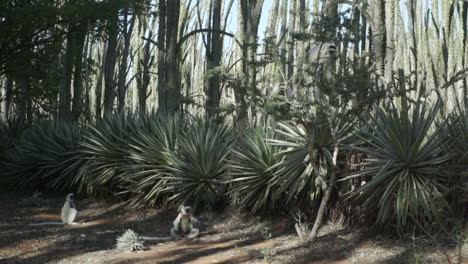 two verreaux's sifakas resting on ground