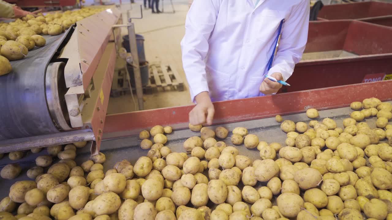 ingeniero agrícola inspeccionando las patatas que se mueven en la cinta transportadora.