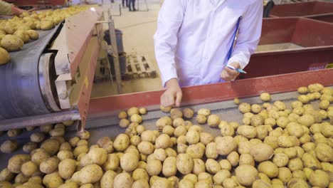 Ingeniero-Agrónomo-Inspeccionando-Patatas-Moviéndose-Sobre-Cinta-Transportadora.