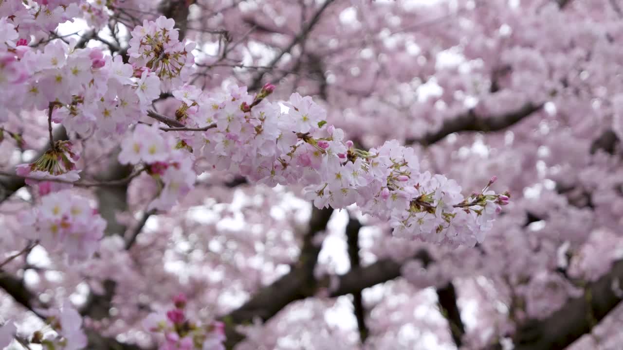 Cinematic rotating slider over Cherry blossom tree in full bloom