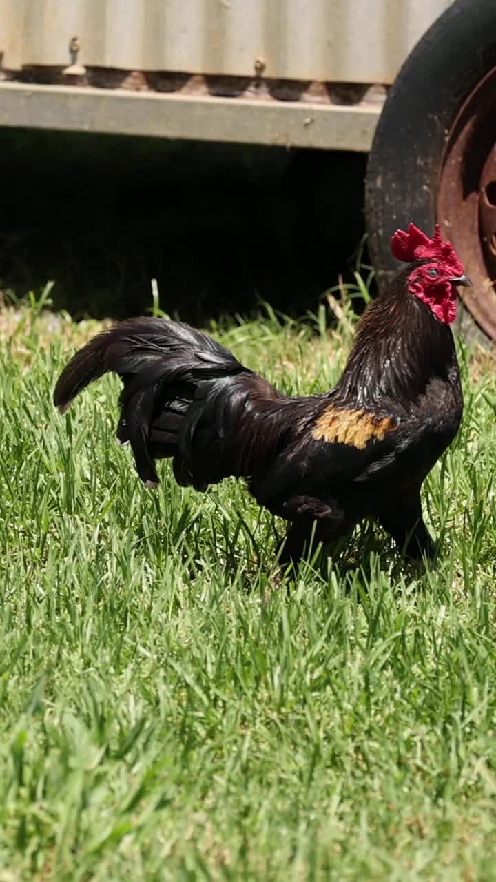gallo y gallinas vagando cerca de una rueda oxidada