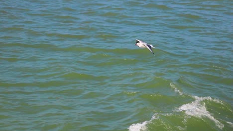 seagulls above the ocean, st