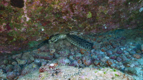 a huge and beautiful green turtle hiding beneath an underwater volcanic rock pokes its head out from the shelter to check what is going on