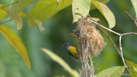 the-heads-of-two-baby-orange-bellied-flowerpecker-birds-looked-out-and-their-father-came-to-feed-them