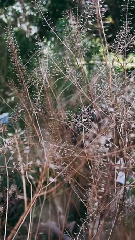 dry plants in a forest