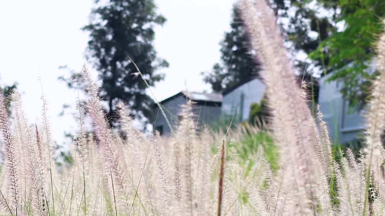 Tall grass gently sways in the breeze, with a rustic roof and trees visible in the background.