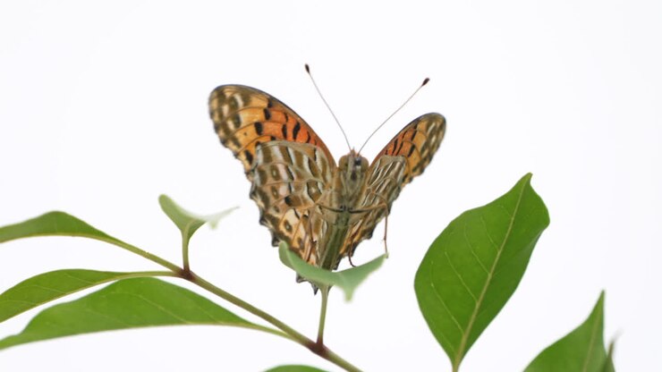 Farfalla fritillaria indiana posata su una foglia che muove le ali