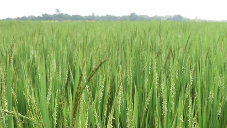 green ripe rice on field of jharkhand being blown by wind