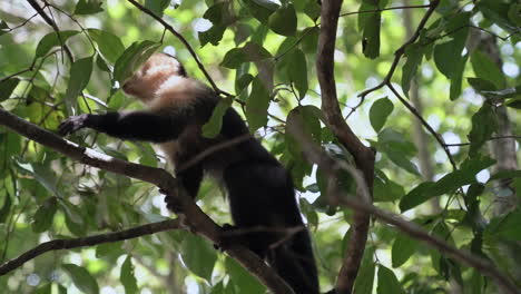 white-faced capuchin monkey moves through trees then jumps out of frame