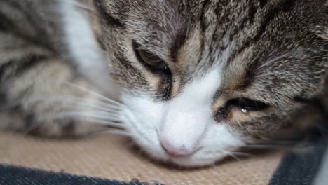 un primerísimo plano de la cara del gato mientras descansa