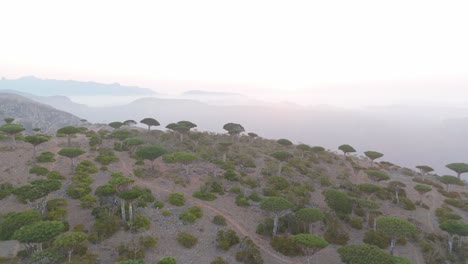 Aerial-wide-shot-of-dragon-blood-tree-forest-in-mystic-landscape-of-Socotra,-Yemen