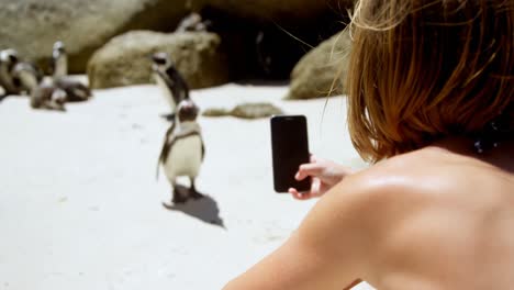 chica tomando una foto de un joven pájaro pingüino con un teléfono móvil 4k